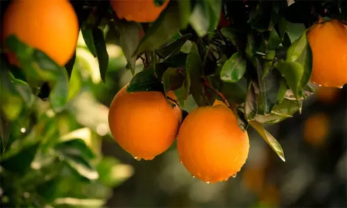 ஆந்திராவில் ஆரஞ்சு பழத்தின் தேவை அதிகரிப்பு ஆந்திராவில் ஆரஞ்சு பழத்தின் தேவை அதிகரிப்பு