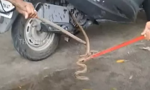 கரூர்: ஸ்கூட்டியில் தஞ்சமடைந்த பாம்பை போராடி பிடித்த தீயணைப்பு துறையினர் கரூர்: ஸ்கூட்டியில் தஞ்சமடைந்த பாம்பை போராடி பிடித்த தீயணைப்பு துறையினர்