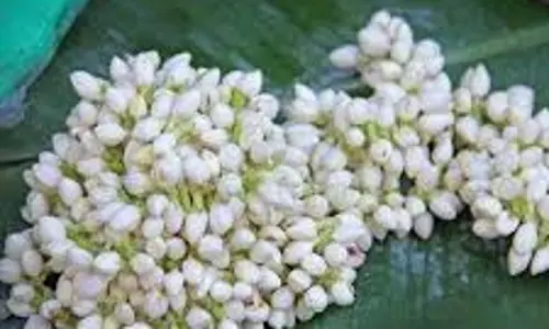 சத்தியமங்கலம் மார்க்கெட்டில் மல்லிகைப்பூ கிலோ ரூ.927-க்கு ஏலம் சத்தியமங்கலம் மார்க்கெட்டில் மல்லிகைப்பூ கிலோ ரூ.927-க்கு ஏலம்