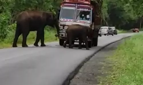 ஆசனூர் அருகே  நடுரோட்டில் லாரியை வழிமறித்து  குட்டியுடன் கரும்பை சுவைத்த யானை