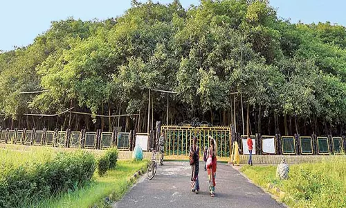 உலகின் பழமையான ஆல மரம் உலகின் பழமையான ஆல மரம்