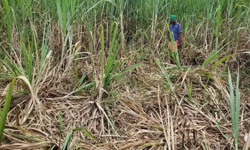 தாளவாடி அருகே  தோட்டத்துக்குள் புகுந்து கருப்பன் யானை அட்டகாசம்;  கரும்பு சேதம்