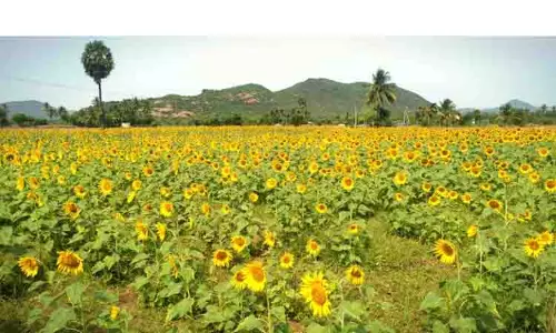 பூத்து குலுங்கும் சூரியகாந்தி பூக்கள்