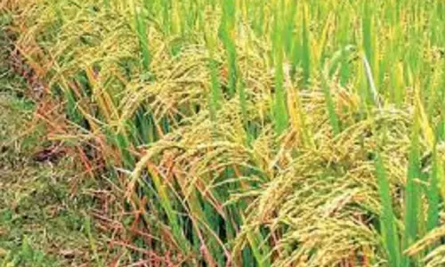 செங்கல்பட்டு மாவட்டத்தில் பயிர் விளைச்சல் போட்டியில் வெற்றி பெறும் விவசாயிகளுக்கு விருது செங்கல்பட்டு மாவட்டத்தில் பயிர் விளைச்சல் போட்டியில் வெற்றி பெறும் விவசாயிகளுக்கு விருது