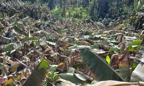 சூறாவளி காற்று; 450 வாழை மரங்கள் முறிந்தன