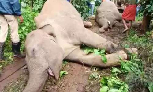 மின்சாரம் தாக்கி 2 காட்டு யானைகள் செத்தன; செஸ்காம் அதிகாரிகள் மீது மக்கள் குற்றச்சாட்டு