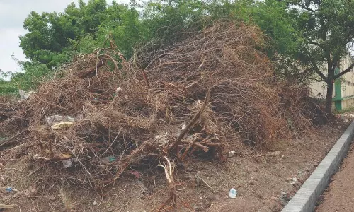 ஒழுங்குமுறை விற்பனைக்கூடத்தில் பல பகுதிகளில் புதர் மண்டிக் கிடக்கும் நிலை