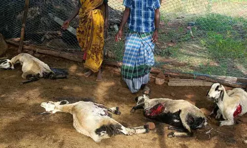 மர்ம விலங்கு கடித்து 11 ஆடுகள் செத்தன மர்ம விலங்கு கடித்து 11 ஆடுகள் செத்தன