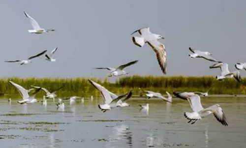 தமிழகத்தின் 3 பகுதிகள் உட்பட ராம்சார் பட்டியலில் இணைந்த 5 இந்திய பகுதிகள்