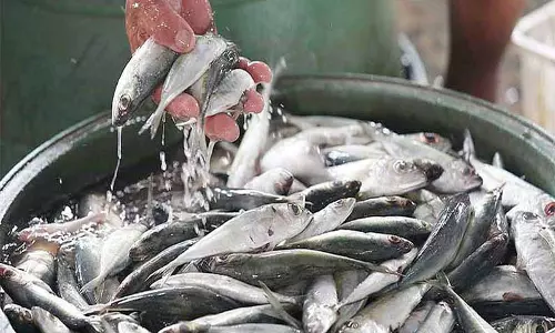 மங்களூருவில் மீண்டும் மீன்பிடி தொழில் தொடங்கியது; மீன்களை வாங்க குவிந்த வியாபாரிகள் மங்களூருவில் மீண்டும் மீன்பிடி தொழில் தொடங்கியது; மீன்களை வாங்க குவிந்த வியாபாரிகள்