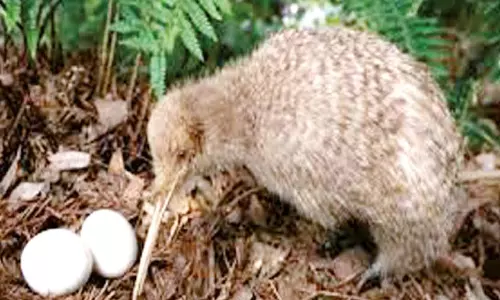 இறக்கை இல்லாத பறவை கிவி