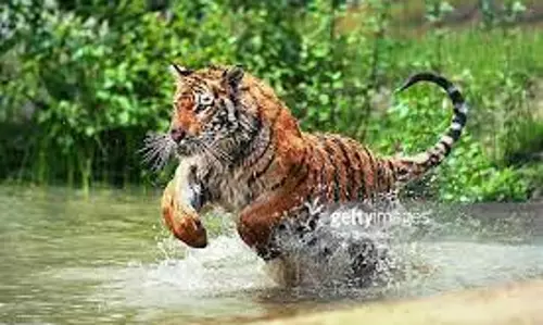 தாளவாடி அருகே மாட்டை அடித்து கொன்ற புலி தாளவாடி அருகே மாட்டை அடித்து கொன்ற புலி