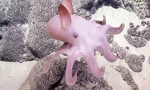 அபூர்வ ஆக்டோபஸ்