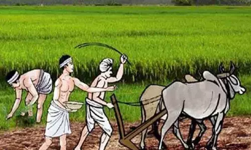 விவசாயிகள் மாற்று உரங்களை பயன்படுத்தி அதிக மகசூல் பெறலாம்