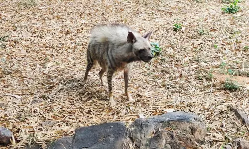 வண்டலூர் உயிரியல் பூங்கா: உடல் நலக் குறைவால் 19 வயது ஆண் வரிக் கழுதைப்புலி உயிரிழப்பு..! வண்டலூர் உயிரியல் பூங்கா: உடல் நலக் குறைவால் 19 வயது ஆண் வரிக் கழுதைப்புலி உயிரிழப்பு..!