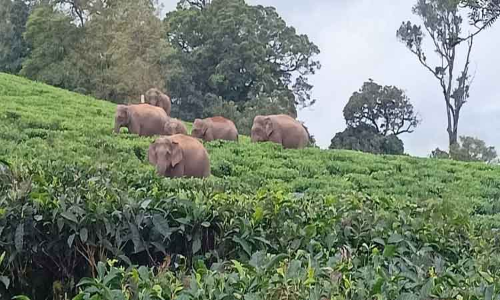 கோவில், டீக்கடைக்குள் புகுந்து காட்டு யானைகள் அட்டகாசம்
