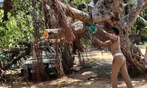 நூறு ஆண்டுகள் பழமை வாய்ந்த ஆலமரம் வேரோடு சாய்ந்தது