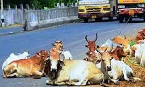 சென்னை: சாலைகளில் இடையூறாக சுற்றி திரிந்த 226 மாடுகள் பிடிபட்டன சென்னை: சாலைகளில் இடையூறாக சுற்றி திரிந்த 226 மாடுகள் பிடிபட்டன
