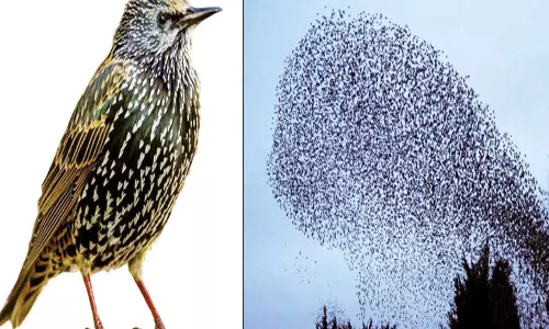 வானில் ஜாலம் காட்டும் ஸ்டார்லிங் பறவைகள்