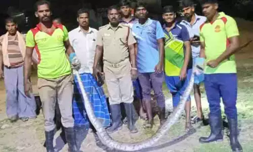 மலைப்பாம்பு பிடிபட்டது மலைப்பாம்பு பிடிபட்டது