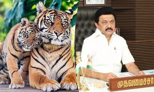 சர்வதேச புலிகள் தினம்: சென்னையில் உலகளாவிய புலிகள் உச்சி மாநாடு நடத்தப்படும் - முதல்-அமைச்சர் மு.க.ஸ்டாலின் அறிவிப்பு சர்வதேச புலிகள் தினம்: சென்னையில் உலகளாவிய புலிகள் உச்சி மாநாடு நடத்தப்படும் - முதல்-அமைச்சர் மு.க.ஸ்டாலின் அறிவிப்பு
