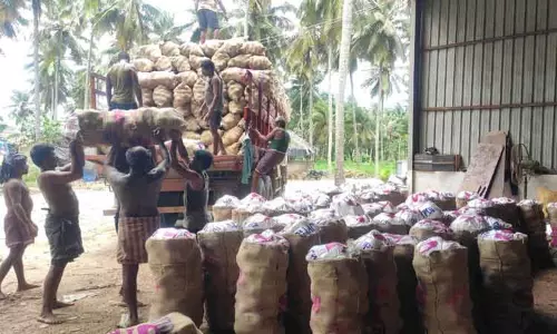 விலை அதிகரிக்கும் என்ற எதிர்பார்ப்பால் இருப்பு வைப்பு:  தென்னந்தோப்புகளில் 3 கோடி தேங்காய்கள் தேக்கம்-வெளிநாடுகளுக்கு ஏற்றுமதி நிறுத்தம்