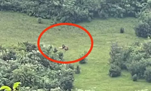 புலி, கரடி நடமாட்டம்