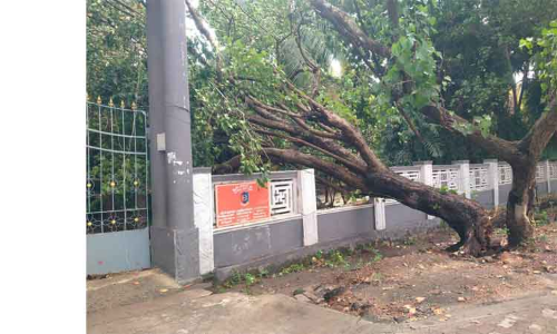 பெரியகுளத்தில் கனமழை:  மரம் முறிந்து விழுந்து பள்ளி சுவர் சேதம்