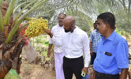 பேரீச்சம்பழ பண்ணையை கலெக்டர் ஆய்வு பேரீச்சம்பழ பண்ணையை கலெக்டர் ஆய்வு