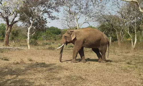 வனப்பகுதியில் இறந்து கிடந்த காட்டு யானை