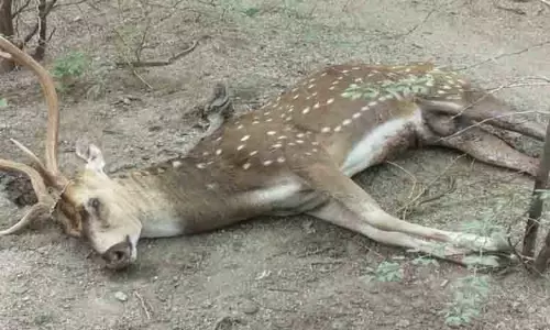 நாய்கள் கடித்து மான் சாவு நாய்கள் கடித்து மான் சாவு