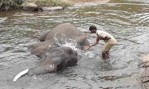 கோழிகமுத்தி முகாமில் யானைகள் சிறப்பாக பராமரிப்பு:  மலசர் இனத்தவர்களுக்கு கஜ் கவ்ரவ் விருது