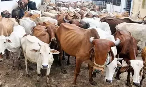 இறைச்சிக்காக வெட்ட கட்டி வைத்திருந்த 12 மாடுகள் மீட்பு இறைச்சிக்காக வெட்ட கட்டி வைத்திருந்த 12 மாடுகள் மீட்பு
