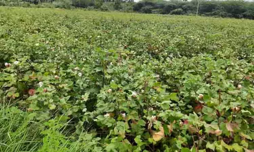 செழித்து வளர்ந்துள்ள பருத்தி செடிகள்