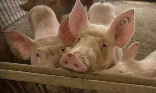 கேரளாவில் மின்னல் வேகத்தில் பரவும் ஆப்பிரிக்க பன்றி காய்ச்சல்