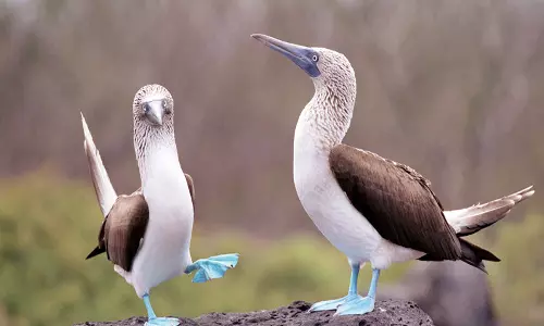 நீல நிறக் கால்களால் கவர்ந்திழுக்கும் பூபி பறவை