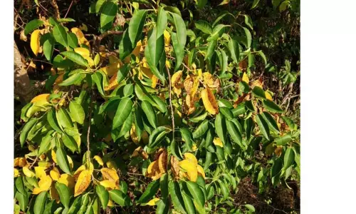 நிறங்கள் மாறும் தில்லை மரம் நிறங்கள் மாறும் தில்லை மரம்