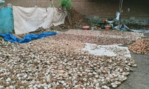 கம்பம் பகுதியில் தேங்காய் விலை வீழ்ச்சி; விவசாயிகள் கவலை கம்பம் பகுதியில் தேங்காய் விலை வீழ்ச்சி; விவசாயிகள் கவலை