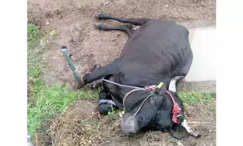 மின்சாரம் பாய்ந்து மாடு சாவு மின்சாரம் பாய்ந்து மாடு சாவு