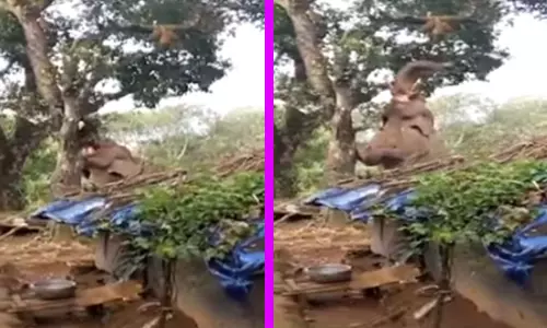 பலாப்பழம் சாப்பிடும் ஆசையில் யானை செய்த செயல்... வைரலான வீடியோ