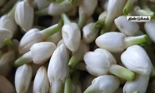 திண்டுக்கல் பூ மார்க்கெட்டில் மல்லிகை கிலோ ரூ.1,500 ஆக உயர்வு திண்டுக்கல் பூ மார்க்கெட்டில் மல்லிகை கிலோ ரூ.1,500 ஆக உயர்வு