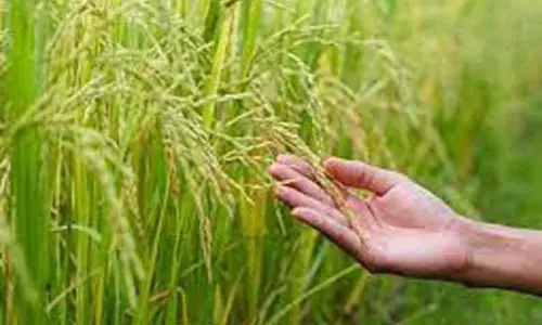 குறுவை தொகுப்பு திட்ட பணிகள் குறித்து விதைச்சான்று அதிகாரி ஆய்வு குறுவை தொகுப்பு திட்ட பணிகள் குறித்து விதைச்சான்று அதிகாரி ஆய்வு