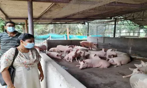 கேரளாவில் ஆப்பிரிக்கன் பன்றி காய்ச்சல் பரவல் எதிரொலி:  பண்ணைகளில் அதிகாரிகள் அதிரடி ஆய்வு-எச்சங்கள் சேகரிப்பு