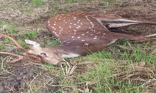 நாய்கள் கடித்து மான் சாவு நாய்கள் கடித்து மான் சாவு