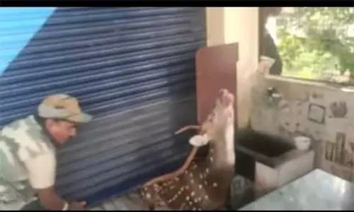 இரைதேடி, ஊருக்குள்   புகுந்த மான்