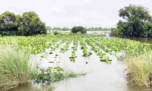 200 ஏக்கர் வாழைகள் நாசம்