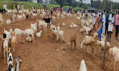 நம்பியூர் அருகே உள்ள  பூதநாச்சி அம்மன்- நாட்ராயன் சாமி கோவில் பொங்கல் விழா;  1,200 கிடாய்கள் வெட்டப்பட்டு விருந்து