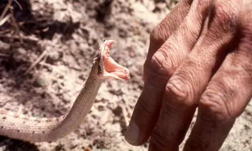 பாம்பு கடித்து உயிரிழந்த அண்ணனின் இறுதிச்சடங்கில் பங்கேற்க சென்ற தம்பியும் பாம்பு கடித்ததில் உயிரிழப்பு! அதிர்ச்சி சம்பவம்