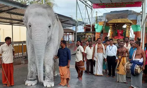 திருச்செந்தூர் கோவில் யானை   வெள்ளை நிறத்தில் வீதி உலா