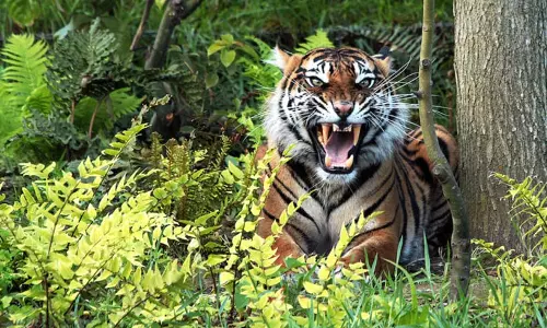 காடுகளின் காவலன் புலிகள் காடுகளின் காவலன் புலிகள்